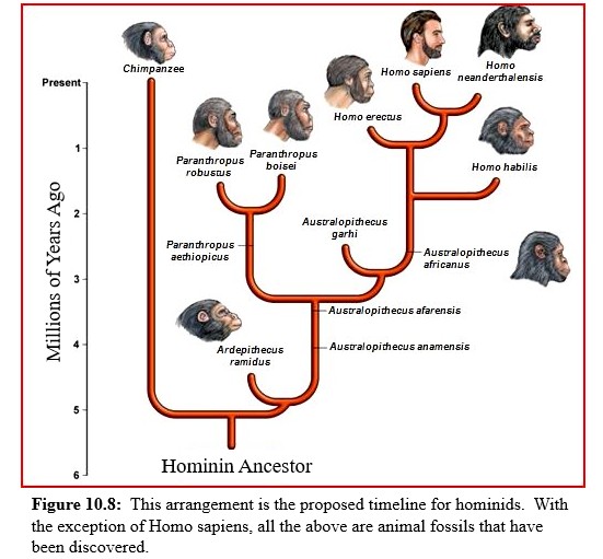 Hominid evolutionary Timeline
