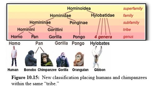 Hominid Classification 