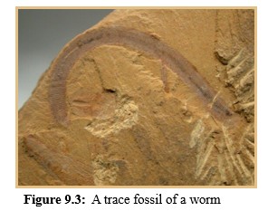A trace fossil of a worm