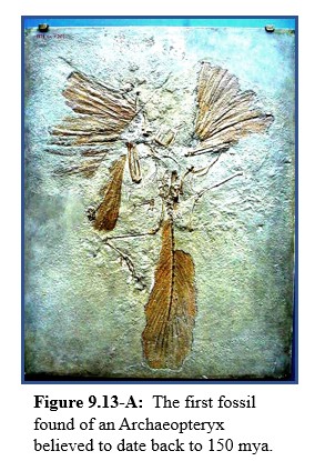 An Archaeopteryx