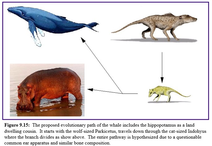 Whale evolution