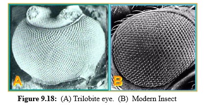 Trilobity eye -  Modern Insect eye
