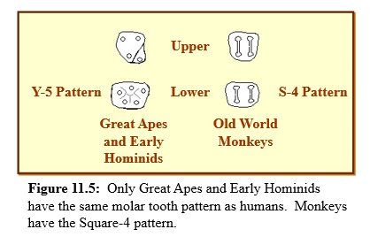 Molar Teeth Humans & Apes