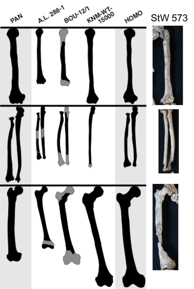 Limb comparison Stw 573