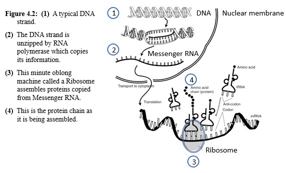 Messenger RNA