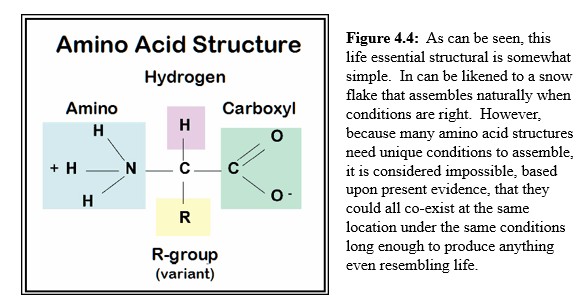 An amino acid structure diagram and commentary