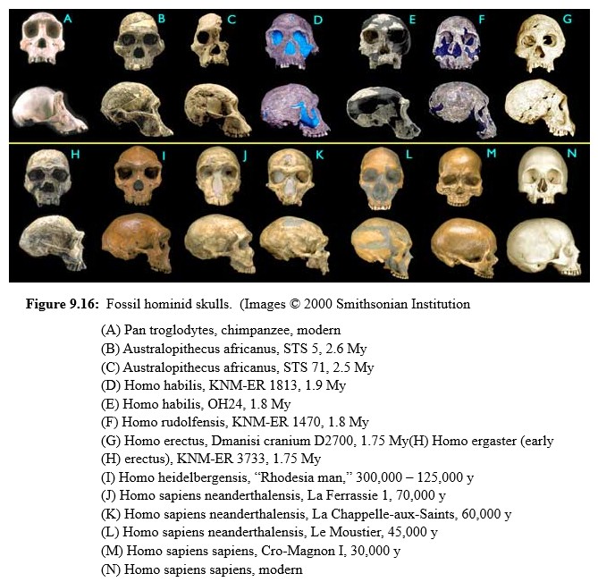 Ancient skulls